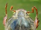 Hanneton commun (Melolontha melolontha),  antennes femelles sur vue dorsale.