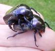 La grande cétoine bleue (Eupotosia mirifica), accouplement, photo 5