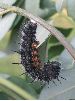 chenille de Morio (Nymphalis antiopa) en pr&eacute;-nymphose (photo 1)