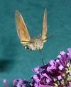 Moro-sphinx ou Sphinx colibri (Macroglossum stellatarum), adulte en  vol, photo 7.