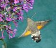 Moro-sphinx ou Sphinx colibri (Macroglossum stellatarum), adulte en  vol, photo 8.
