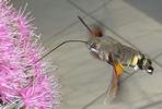 Moro-sphinx ou Sphinx colibri (Macroglossum stellatarum), adulte en vol,  photo 1.