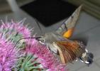 Moro-sphinx ou Sphinx colibri (Macroglossum stellatarum), adulte en vol,  photo 2.