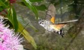 Moro-sphinx ou Sphinx colibri (Macroglossum stellatarum), adulte en vol,  photo 5.