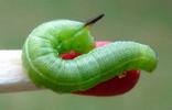Moro-sphinx ou Sphinx colibri (Macroglossum stellatarum),chenille stade 3 photo  3.
