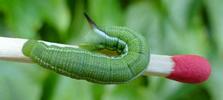 Moro-sphinx ou Sphinx colibri (Macroglossum stellatarum),chenille stade 4 photo 2.