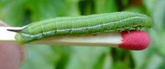 Moro-sphinx ou Sphinx colibri (Macroglossum stellatarum),chenille stade 4 photo 1.