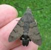 Moro-sphinx ou Sphinx colibri (Macroglossum stellatarum), adulte en main, photo 3.
