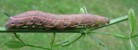 Moro-sphinx ou Sphinx colibri (Macroglossum stellatarum), chenille en pr&eacute;-nymphose, photo 1.
