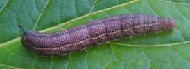 Moro-sphinx ou Sphinx colibri (Macroglossum stellatarum), chenille en pr&eacute;-nymphose, photo 3.