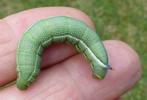 Moro-sphinx ou Sphinx colibri (Macroglossum stellatarum),chenille &agrave; terme, en main.