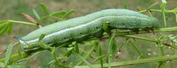 Moro-sphinx ou Sphinx colibri (Macroglossum stellatarum),chenille stade 5, forme verte photo 2.