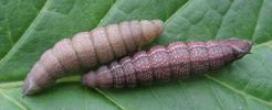 Moro-sphinx ou Sphinx colibri (Macroglossum stellatarum), chenilles en pr&eacute;-nymphose avanc&eacute;e.