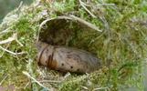 Moro-sphinx ou Sphinx colibri (Macroglossum stellatarum), cocon avec chrysalide,  photo 2.