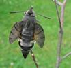 Moro-sphinx ou Sphinx colibri (Macroglossum stellatarum),  papillon &eacute;mergeant, photo 2