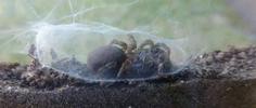 Mygale &agrave; chaussette (Atypus affinis) ,femelle &agrave; tisser sa "chaussette.