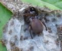 Mygale &agrave; chaussette (Atypus affinis)  femelle avec sa prog&eacute;niture, photo 2