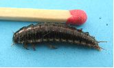 Necrodes littoralis, larve vec &eacute;chelle