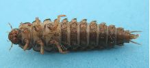 Necrodes littoralis, larve en vue ventrale