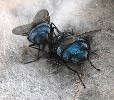 Mouche bleue (Calliphora) sur cadavre de rat musqu&eacute; (photo 2)