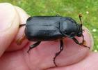 N&eacute;crophore ensevelisseur (Nicrophorus humator) adulte en main, photo 2