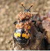 N&eacute;crophore (Nicrophorus vespillo), photo 3