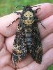 Sphinx t&ecirc;te de mort (Acherontia atropos)