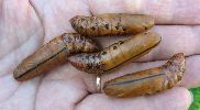 lot de chrysalides de D. nerii