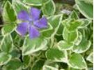 pervenche (Vinca) cultiv&eacute;e