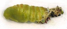 chenille de Grand paon en cours de nymphose (photo 5)