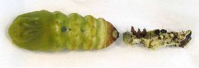 chenille de Grand paon en fin de nymphose