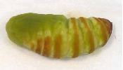 chrysalide de Grand paon en cours de maturation (photo 1)