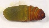 chrysalide de Grand paon en cours de maturation (photo 2)
