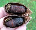 cocons de Saturnia pyri (ouverts, et avec chrysalides "in situ".