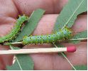 chenille de Grand paon de nuit: stade &agrave; protub&eacute;rances jaunes