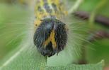 Buc&eacute;phale (Phalera bucephala), portrait (face) de la chenille &agrave; terme.