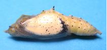 Pi&eacute;ride du chou, chrysalide de m&acirc;le pr&ecirc;te &agrave; &eacute;clore (photo 1)