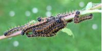 chenilles de Grande tortue (N. polychloros) au 2e stade (photo 3) 