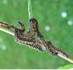 chenilles de Grande tortue (N. polychloros) au 2e stade (photo 4) 