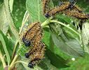 groupe de chenilles de Grande tortue (N. polychloros) au 4e stade (photo 1)