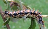 chenille de Grande tortue (N. polychloros) au dernier stade (photo 3)