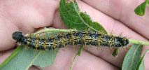 chenille de Grande tortue (N. polychloros) au dernier stade (photo 5)