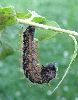 chenille de Grande tortue (N. polychloros) en pr&eacute;-nymphose (photo 2)