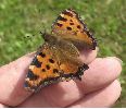 Grande tortue (Nymphalis polychloros) en main (photo 2)