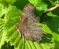 C-blanc ou Gamma (Polygonia C-album),  adulte au soleil, photo 3.