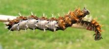 C-blanc ou Gamma (Polygonia C-album), chenilles stade 4, duo comparatif, photo 2