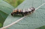 C-blanc ou Gamma (Polygonia C-album), chenille en fin de stade 2, photo 1.