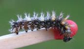 C-blanc ou Gamma (Polygonia C-album), chenille en fin de stade 2, photo 3.