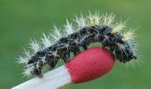 C-blanc ou Gamma (Polygonia C-album), chenille au stade 3, photo 2.