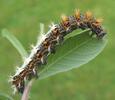 C-blanc ou Gamma (Polygonia C-album), chenille au stade 4, photo 3.
